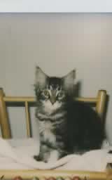 Maine Coon Bootes